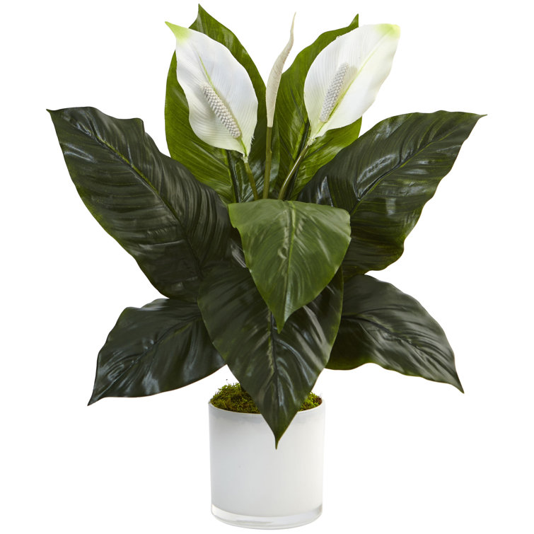 Orren Ellis Artificial Spathiphyllum Flowering Peace Lilies Floral